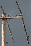 Purple Martins rousting on wires