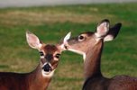 Whispering Deer by Trudy Roney