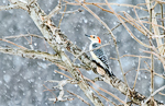Wondering in a Snowy Wood by Beverly Yoskovich