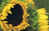 Sunflowers by Janice Morris