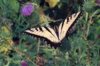 Tiger Swallowtail by Kelly Cratty
