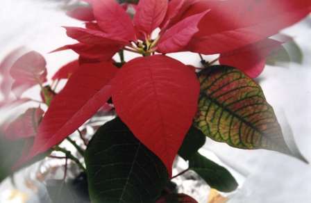 Poinsettia by Trudy Roney